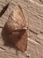 Melanolophiini
