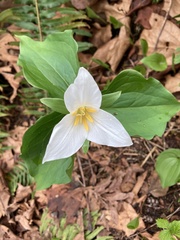 Trillium ovatum