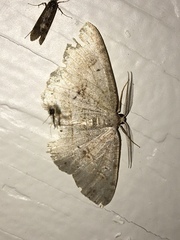 Melanolophiini
