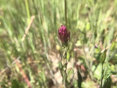 Castilleja densiflora