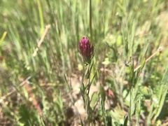 Castilleja densiflora