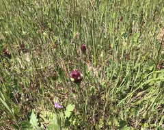 Castilleja densiflora