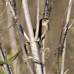 Furnariinae