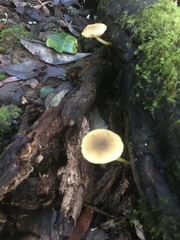 Pluteus hubregtseorum
