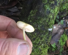 Pluteus hubregtseorum