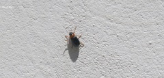 Smaragdina semiaurantiaca