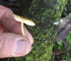 Pluteus hubregtseorum