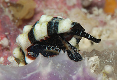Engina zonalis