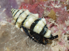 Engina zonalis