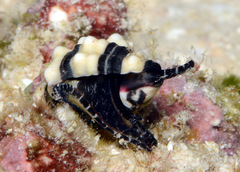 Engina zonalis