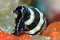 Engina zonalis