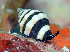 Engina zonalis
