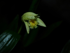 Sobralia bletiae