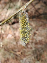 Salix irrorata