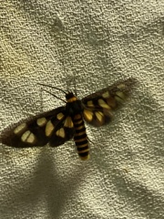 Amata trigonophora