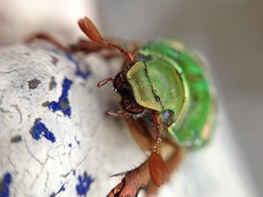 Chrysina adelaida