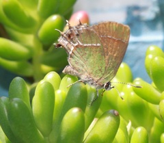 Callophrys xami xami