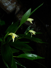 Sobralia bletiae