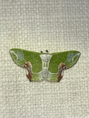 Protuliocnemis partita