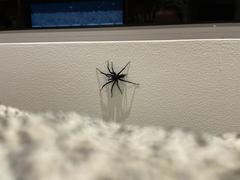 Linothele longicauda