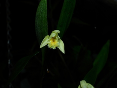 Sobralia bletiae