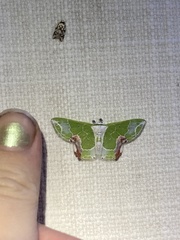 Protuliocnemis partita