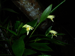 Sobralia bletiae