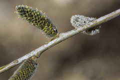 Salix irrorata