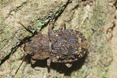 Syrphetodes marginatus