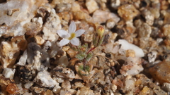 Nemacladus breviflorus