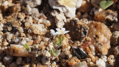 Nemacladus breviflorus