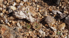 Nemacladus breviflorus