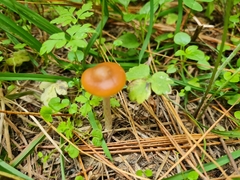 Psilocybe subaeruginosa
