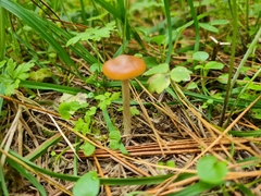 Psilocybe subaeruginosa