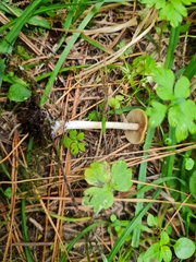 Psilocybe subaeruginosa