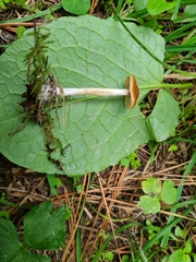Psilocybe subaeruginosa