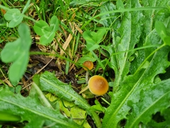 Psilocybe subaeruginosa