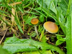 Psilocybe subaeruginosa