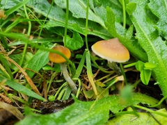 Psilocybe subaeruginosa