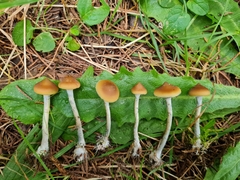 Psilocybe subaeruginosa