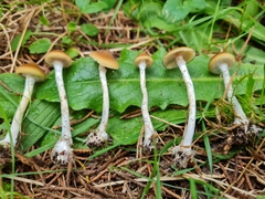 Psilocybe subaeruginosa