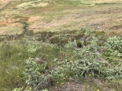 Cirsium fontinale obispoense