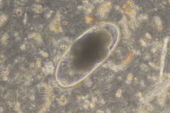 Nematodirus