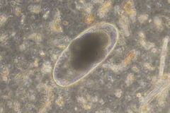 Nematodirus