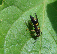 Ancistrocerus unifasciatus