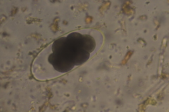 Nematodirus