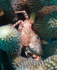 Goniosupradens hawaiensis