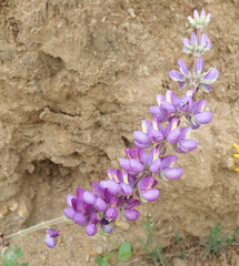 Lupinus excubitus austromontanus
