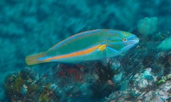 Belted Wrasse photo 3