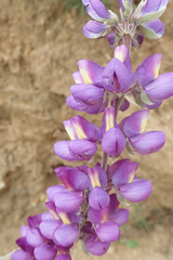 Lupinus excubitus austromontanus